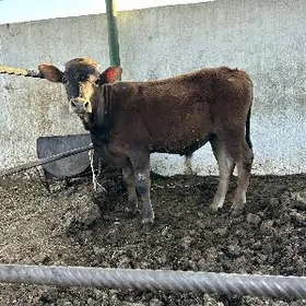 ARASSA ŞIVES ÖKÜZ