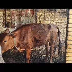 гуложынлар