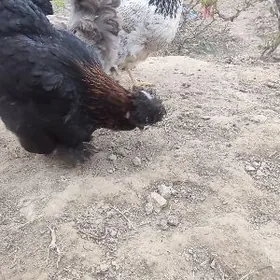 тройка двойка товуклар