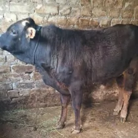 ARGINAL ŞWES ÖKÜZ