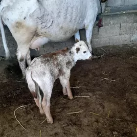 süytli tohum göleli sygyr