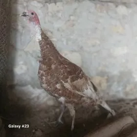 OWGAN INDUK JÜJELER