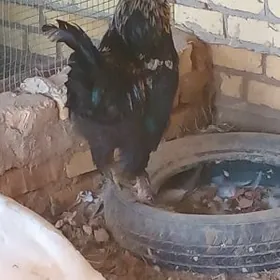 бройлар хораз