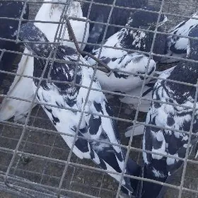 kepderl  голуби