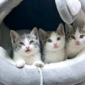 КОТЯТКИ     ПИЩИК