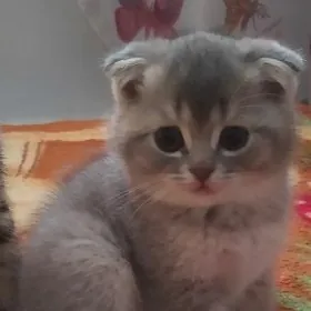 пародистые котята