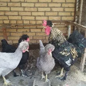 ýumurtga юмуртга