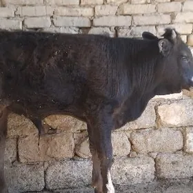 ŞSŞWES OKÜZ ARASSA TOHIM