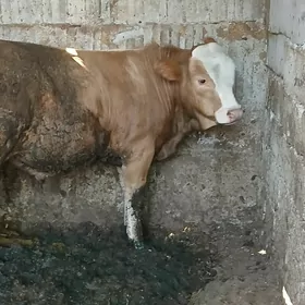 simntal kelek öküz