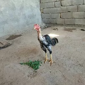 ХОРАЗ. ТШКЕТ.