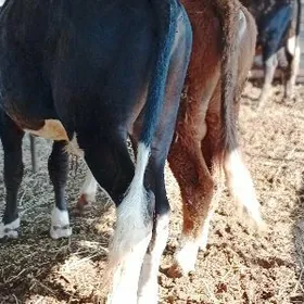 Гибрит окузлер