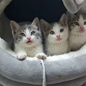 отдам котят