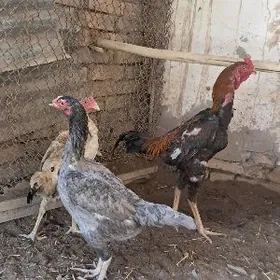 хораз товук