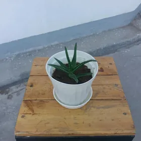 Gul Aloe