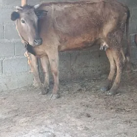 gibrit göleli sygyr