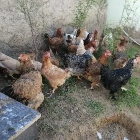 turkmen yas towuklar