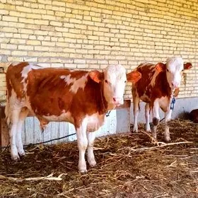 arassa simetal öküzler