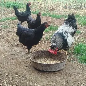 gigant we brama towuk horazlar