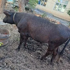 Okuz gole iyermen tayar mal