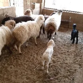 guzulygoýunekizawllakly geçi