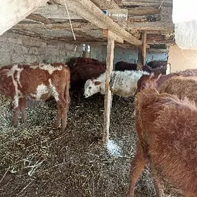 öküzçe tüwe öküz göle