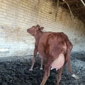 голели сыгыр