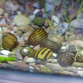 Улитка Неретина