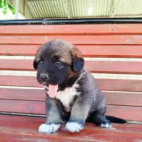 Щенята Алабаи