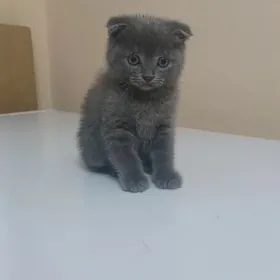 Прадоется кот