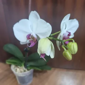 Орхидеи и другие цветы