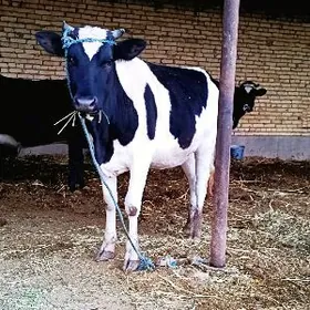 parodny gibrit boğaz unajyn