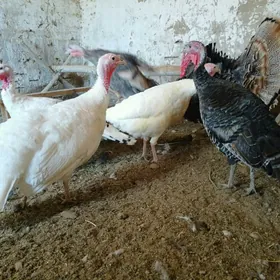 INDUKLAR MÄKI ERKEK