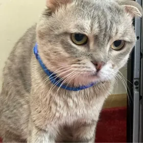 кошка в добрые руки