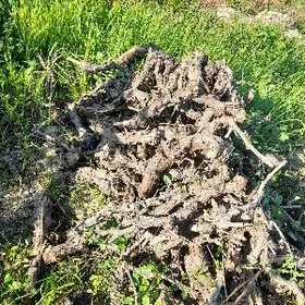 odun üzüm töňňösi