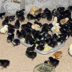 ataks dominat jüýje