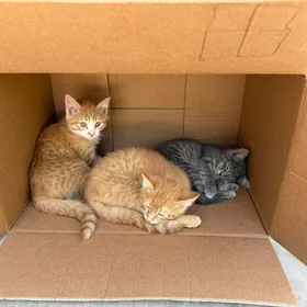 милые котятки в добрые руки