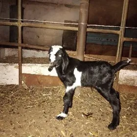 Pakistan geci owlakly