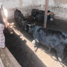 semiz okizler 7sany bar