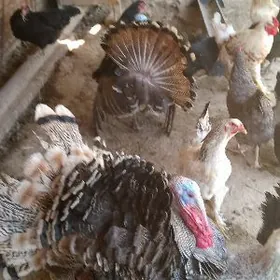 индюки indýuk