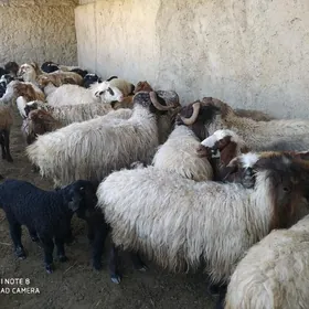 гузлы гойун