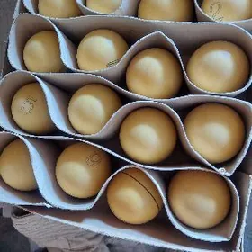 билярдные шары