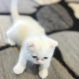 sotland oglan 2 aylyk