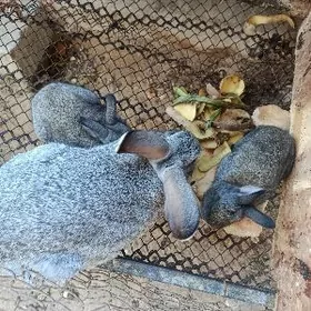 Кральчиха с Детьми