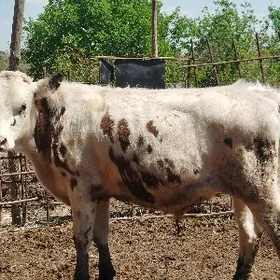 Semental we galasteyin okuzler