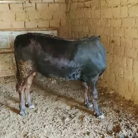 bakylan okuzbakylan okuz