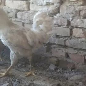 gigant we broler horaz