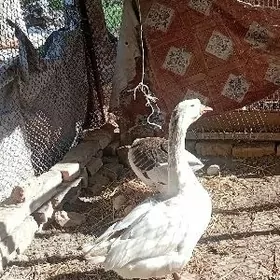 yapon horazlar ve gaz para