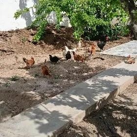 gyzlap duran ÿaş towuklar