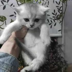 серибристые шиншала катята