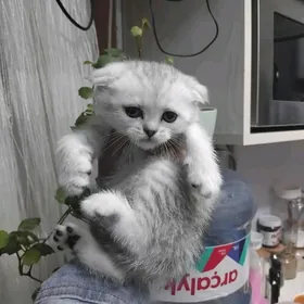 серебристые шатланскте шиншила